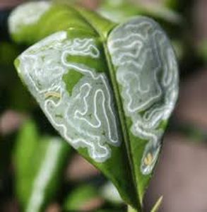 uploads/images/pest/leaf miner.jpg